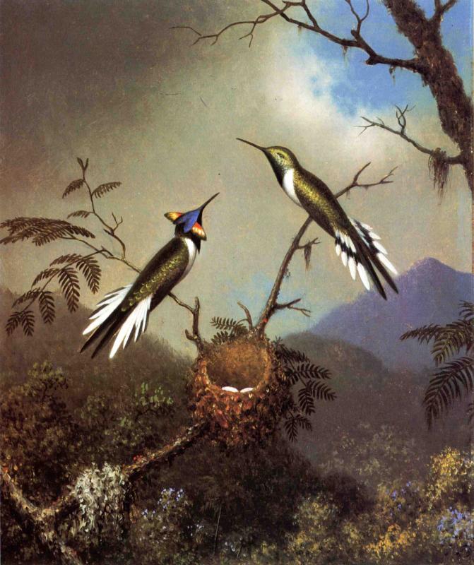 Hummingbirds at Their Nest - Sun Gems, vintage artwork by Martin Johnson Heade, A3 (16x12") Poster Print