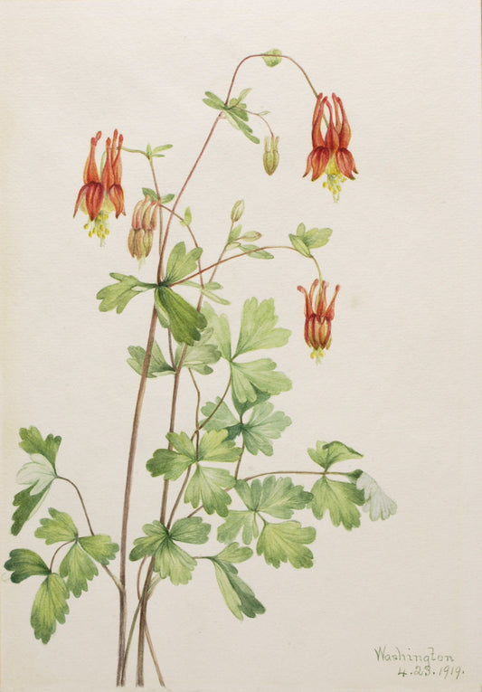 American Columbine (Aquilegia canadensis), vintage artwork by Mary Vaux Walcott, 12x8" (A4) Poster
