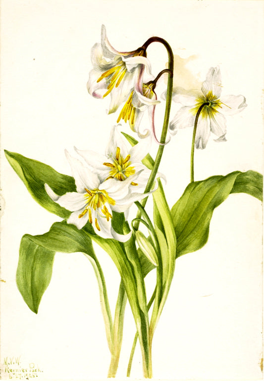 Avalanche Lily (Erythronium montanum), vintage artwork by Mary Vaux Walcott, 12x8" (A4) Poster