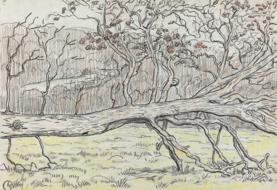 Felled Tree, Normandy by Georges Lacombe,A3(16x12")Poster