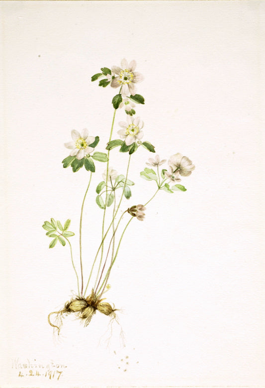Anemonella (Syndesmon thalictroides), vintage artwork by Mary Vaux Walcott, 12x8" (A4) Poster