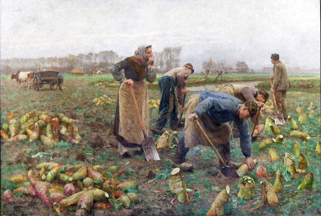 Beetroot Harvest, vintage artwork by Emile Claus, 12x8" (A4) Poster