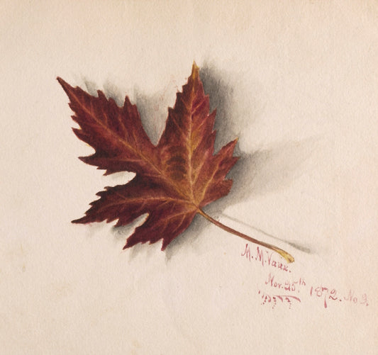 Autumn Leaf, vintage artwork by Mary Vaux Walcott, 12x8" (A4) Poster