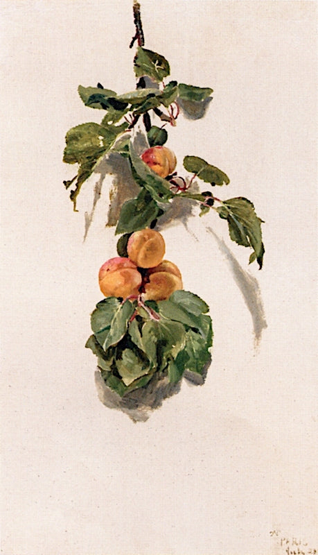 Peaches on a Branch, vintage artwork by Conrad Wise Chapman, 12x8" (A4) Poster