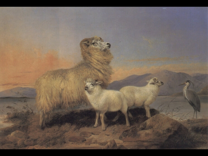 A Ewe with Lambs and a Heron Beside a Loch, vintage artwork by Richard Ansdell, A3 (16x12