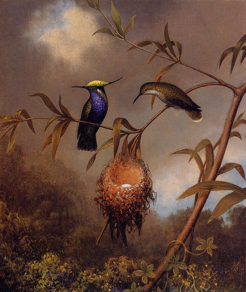 Black-Breasted Plovercrest, vintage artwork by Martin Johnson Heade, A3 (16x12") Poster Print