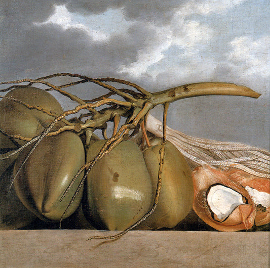 Coconuts, vintage artwork by Albert Eckhout, 12x8" (A4) Poster