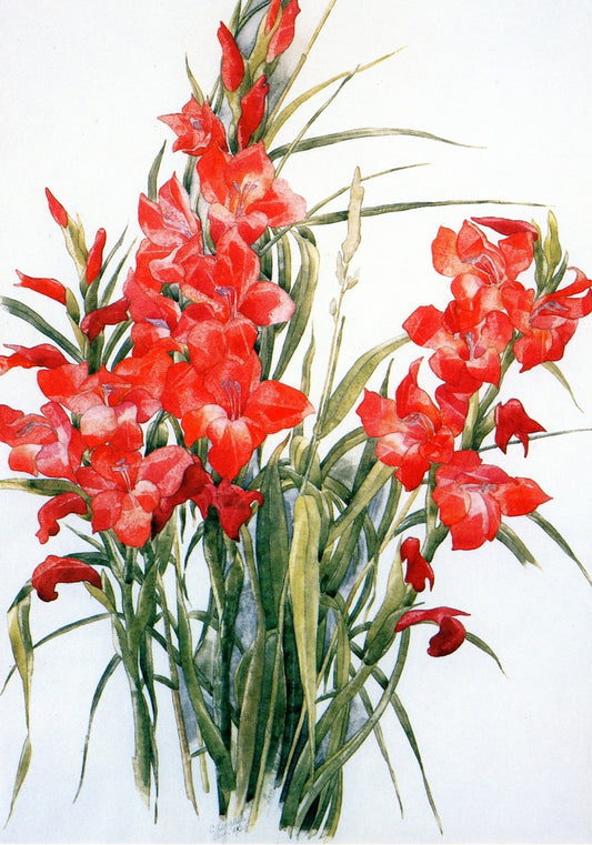 Gladiolus by Charles Demuth,16x12(A3) Poster
