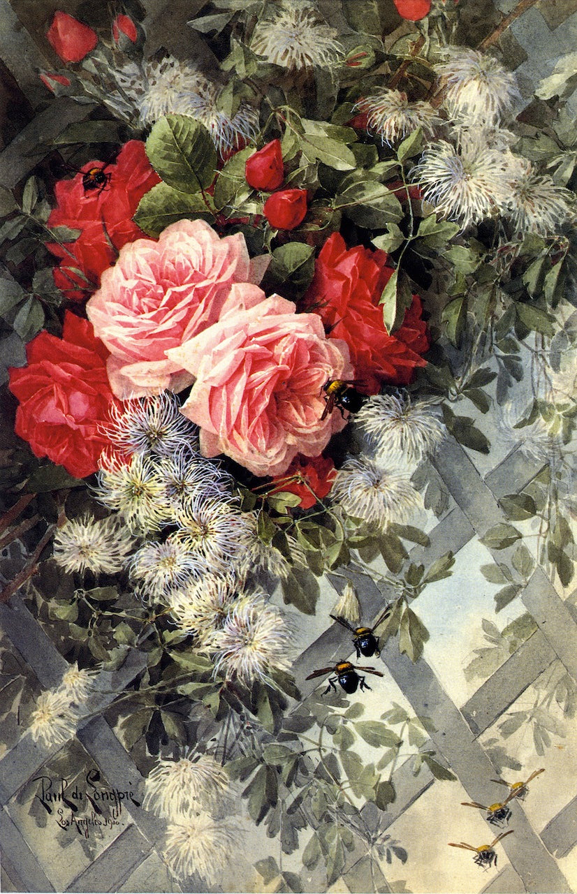 Roses La France and Jack Noses with Clematis on a Latice Work, No. 36, vintage artwork by Paul De Longpre, 12x8" (A4) Poster