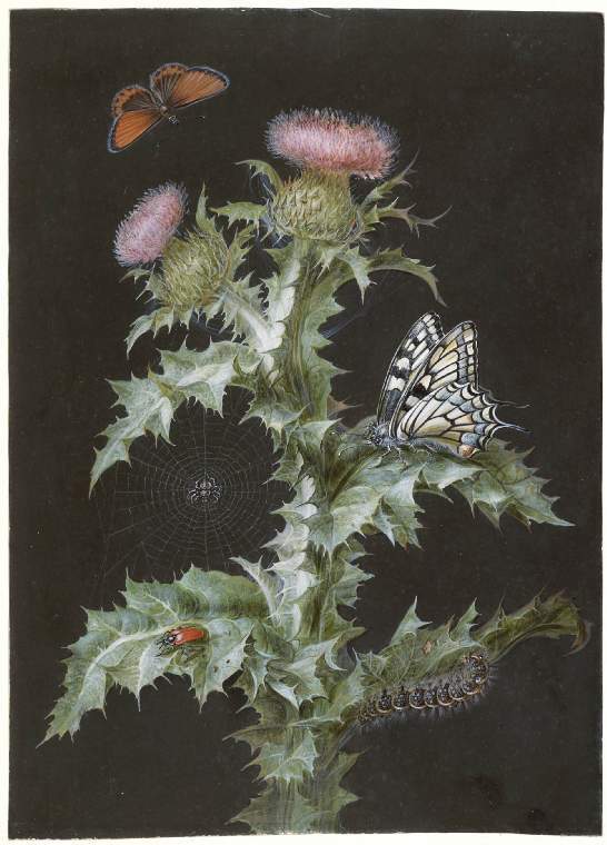 Onopordon acanthium (Common Cotton Thistle) with insects and swallowtail butterfly, vintage artwork by Johann Dietzsch, 12x8" (A4) Poster
