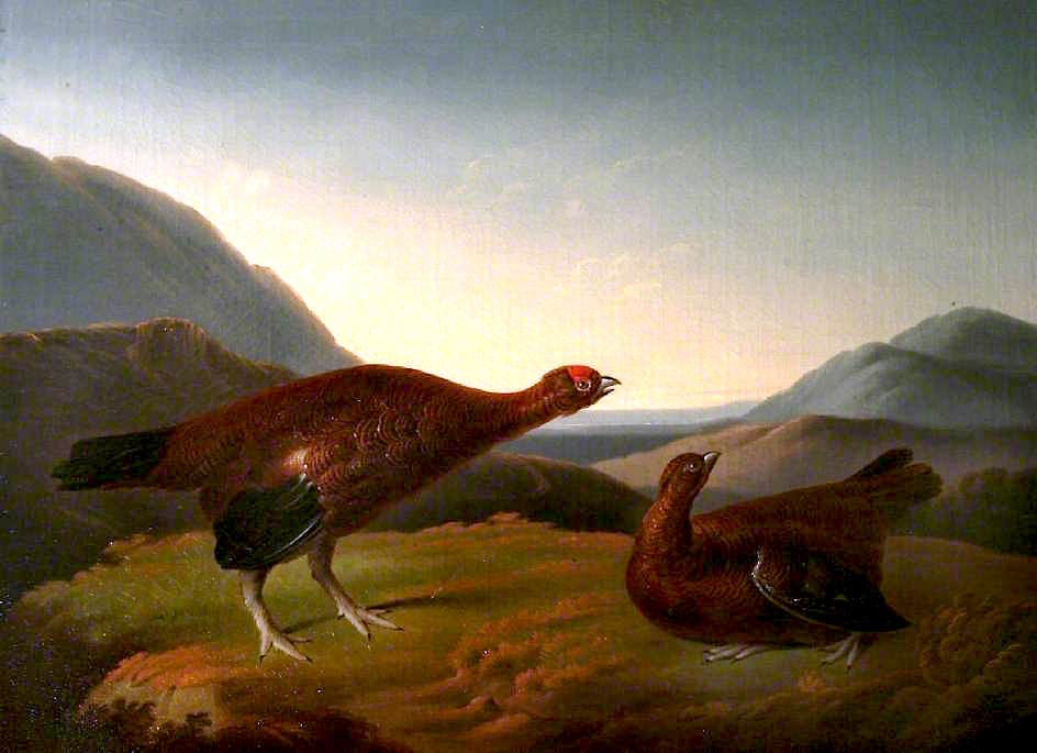 Cock and Hen Red Grouse in Landscape, vintage artwork by Stephen Elmer, 12x8" (A4) Poster