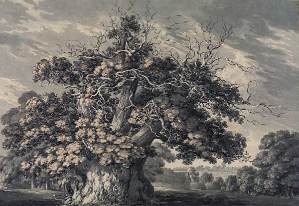 The Chestnut Tree at Little Wymondley, Hertfordshire, vintage artwork by Thomas Hearne, 12x8" (A4) Poster