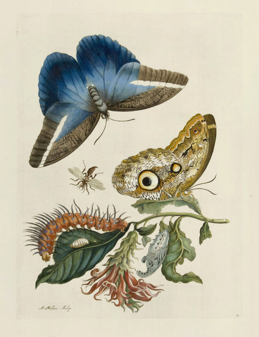Cardinal's Guard (Caligo Butterfly, Wasp, and Acanthaceae), vintage artwork by Maria Sybilla Merian, 12x8" (A4) Poster
