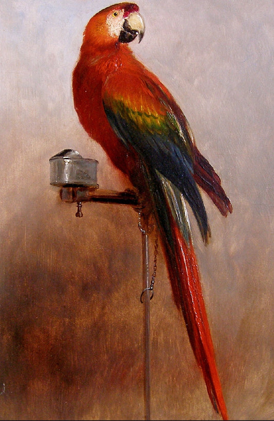 Study of a Parrot, vintage artwork by George Cole, A3 (16x12") Poster Print