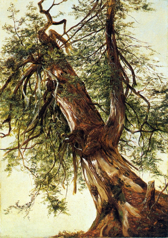 Study of a Cedar, vintage artwork by David Johnson, 12x8" (A4) Poster