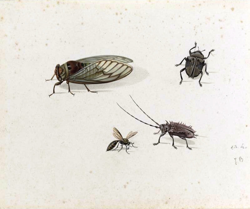 Two Beetles, a Wasp and a Cicada, vintage artwork by Johannes van Bronckhorst, 12x8" (A4) Poster