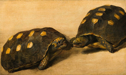 Study of Two Brazilian Tortoises, vintage artwork by Albert Eckhout, 12x8" (A4) Poster