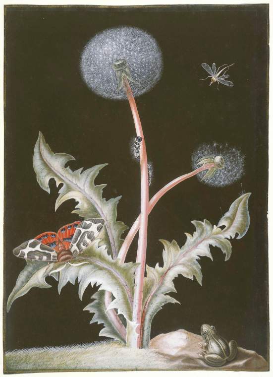 Taraxacum officinale (Dandelion) with insects and a frog, vintage artwork by Johann Bayer, 12x8" (A4) Poster