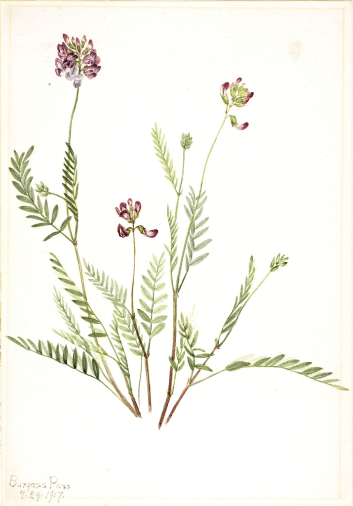 Alpine Vetch (Astragalus bourgovii), vintage artwork by Mary Vaux Walcott, 12x8" (A4) Poster