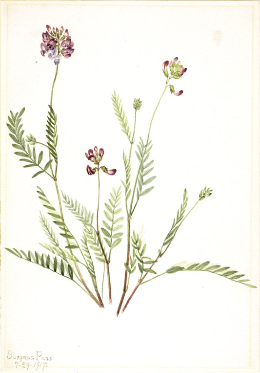 Alpine Vetch (Astragalus bourgovii), vintage artwork by Mary Vaux Walcott, 12x8" (A4) Poster