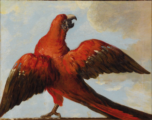 Parrot with Open Wings, vintage artwork by Jean-Baptiste Oudry, 12x8" (A4) Poster