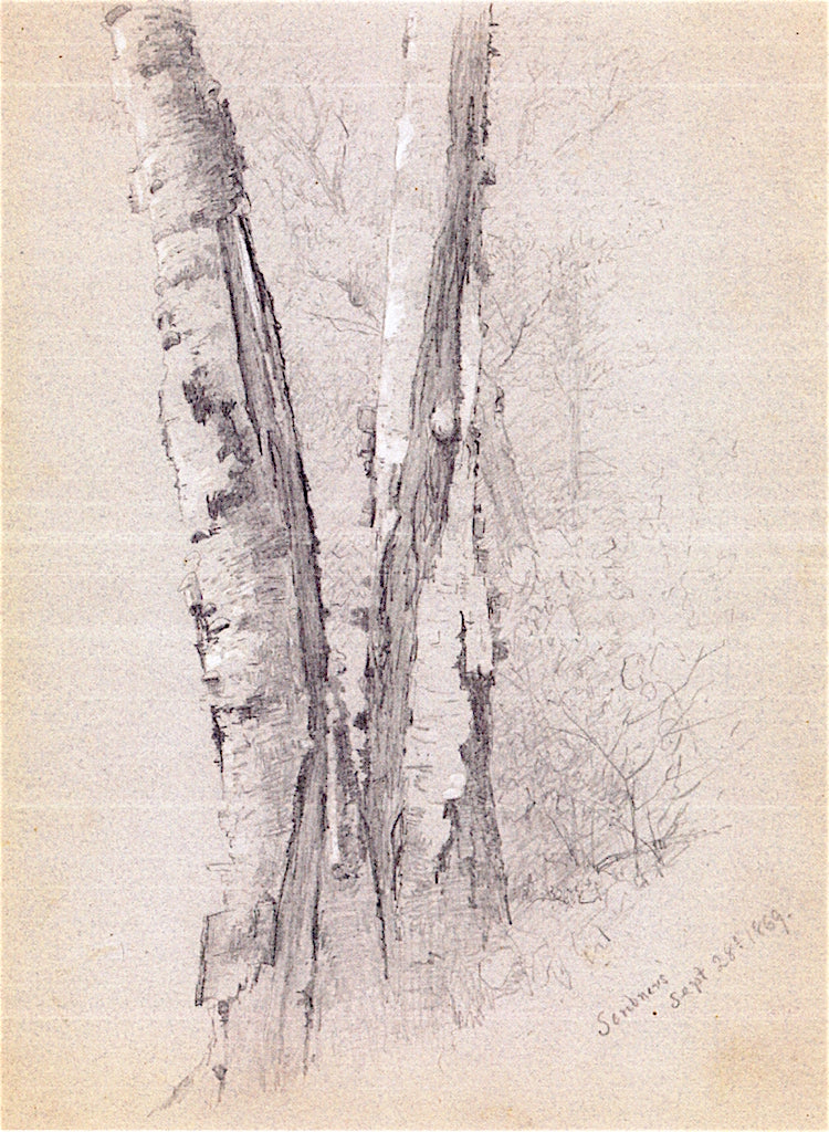 Study of Birch Trunks, vintage artwork by Jervis McEntee, 12x8" (A4) Poster