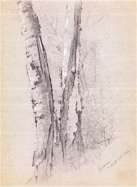 Study of Birch Trunks, vintage artwork by Jervis McEntee, 12x8" (A4) Poster