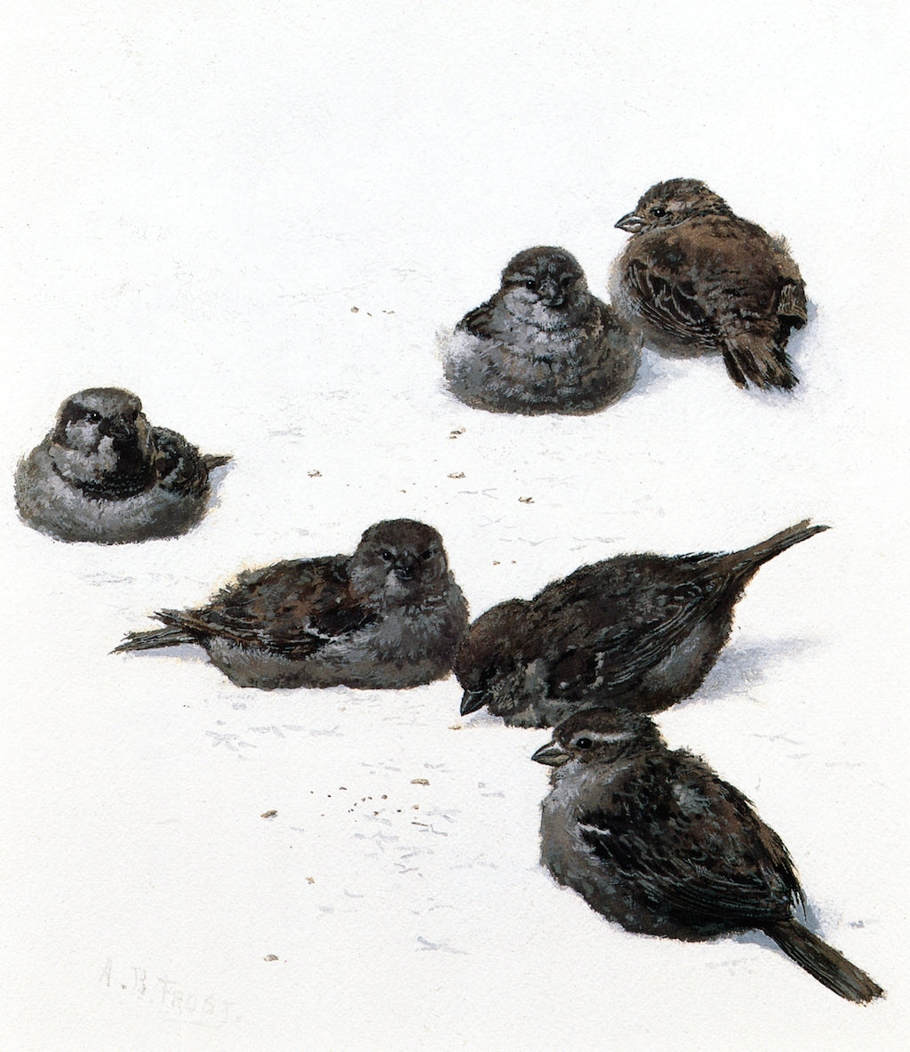 Sparrows in the Snow, vintage artwork by Arthur B. Frost, 12x8" (A4) Poster