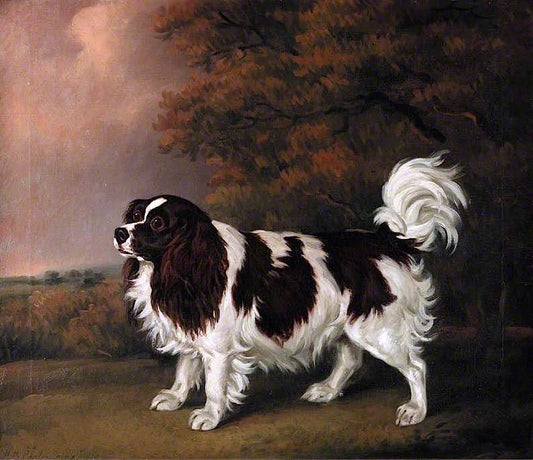 Study of a King Charles Spaniel, vintage artwork by Henry Bernard Chalon, 12x8" (A4) Poster