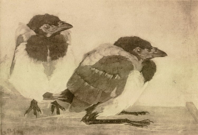 Two young magpies by Jan Mankes,16x12(A3) Poster
