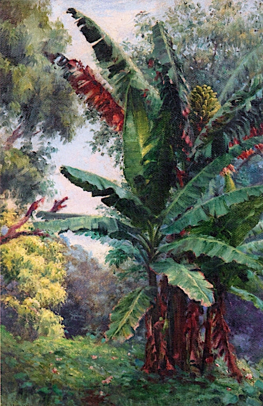 Banana Tree Grove by Helen Thomas Dranga,A3(16x12")Poster
