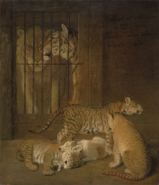 Group of Whelps Bred between a Lion and a Tigress, vintage artwork by Jacques-Laurent Agasse, 12x8" (A4) Poster