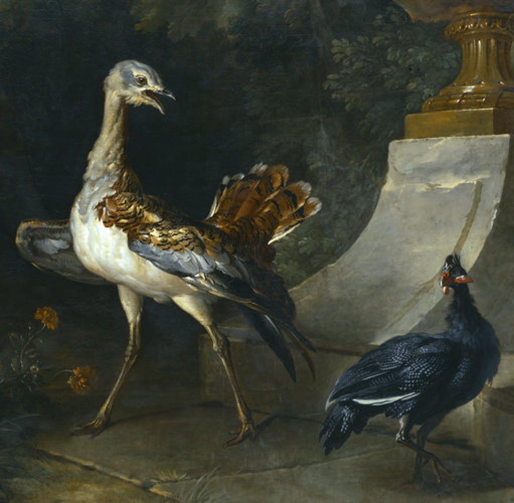 Bustard and guinea fowl, vintage artwork by Jean-Baptiste Oudry, 12x8" (A4) Poster