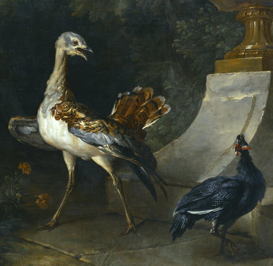 Bustard and guinea fowl, vintage artwork by Jean-Baptiste Oudry, 12x8" (A4) Poster