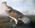 Ruffed Grouse, vintage artwork by John James Audubon, 12x8" (A4) Poster