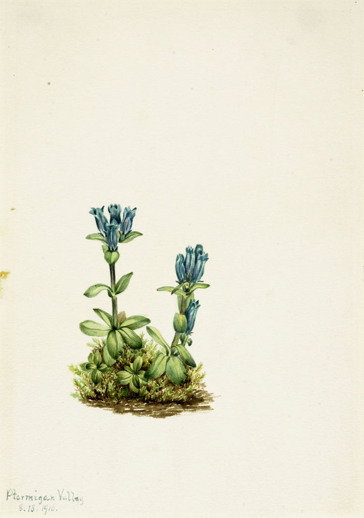 Bluegreen Gentian (Gentiana glauca), vintage artwork by Mary Vaux Walcott, 12x8" (A4) Poster