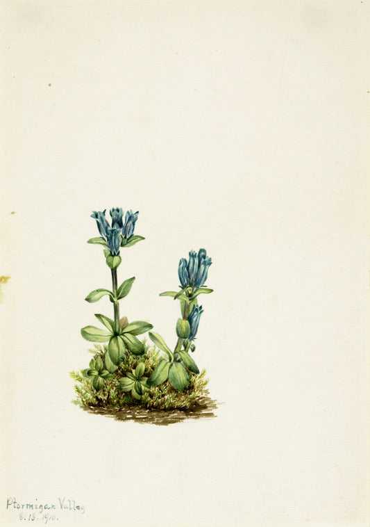 Bluegreen Gentian (Gentiana glauca), vintage artwork by Mary Vaux Walcott, 12x8" (A4) Poster