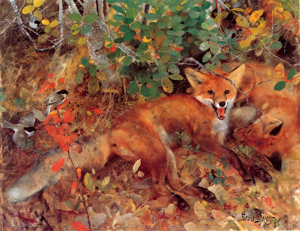 Foxes, vintage artwork by Bruno Liljefors, 12x8" (A4) Poster