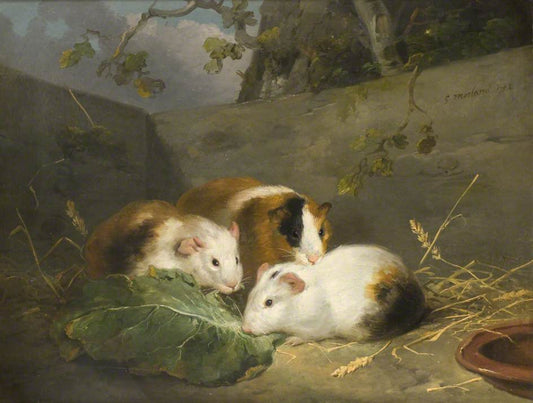 Guinea Pigs, vintage artwork by George Morland, 12x8" (A4) Poster