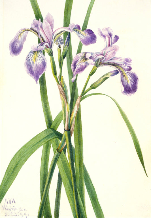 Blueflag Iris (Iris versicolor), vintage artwork by Mary Vaux Walcott, 12x8" (A4) Poster