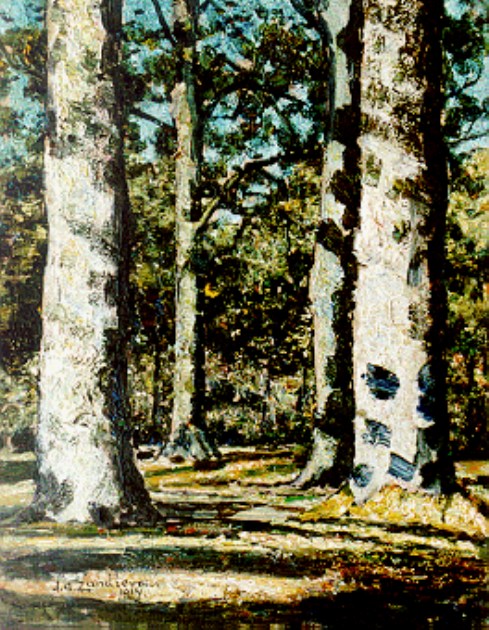 Sunlit Forest View by Jan Zandleven,A3(16x12")Poster