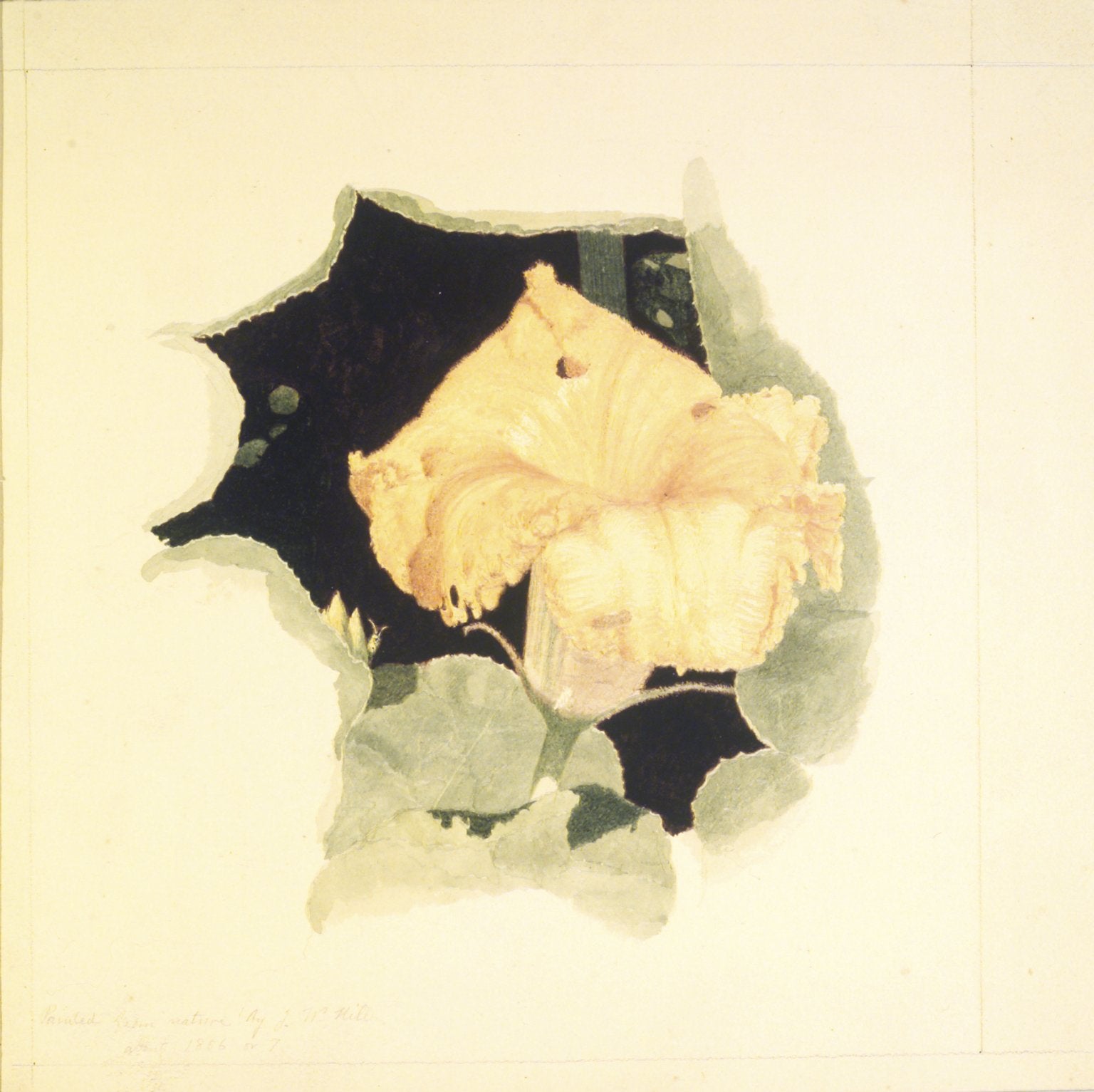 Yellow Blossom, vintage artwork by John William Hill, A3 (16x12") Poster Print