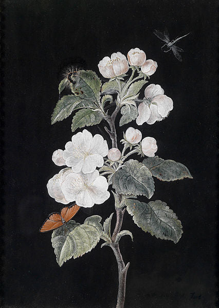 Apple Flowers, vintage artwork by Barbara Regina  Dietzsch, 12x8" (A4) Poster