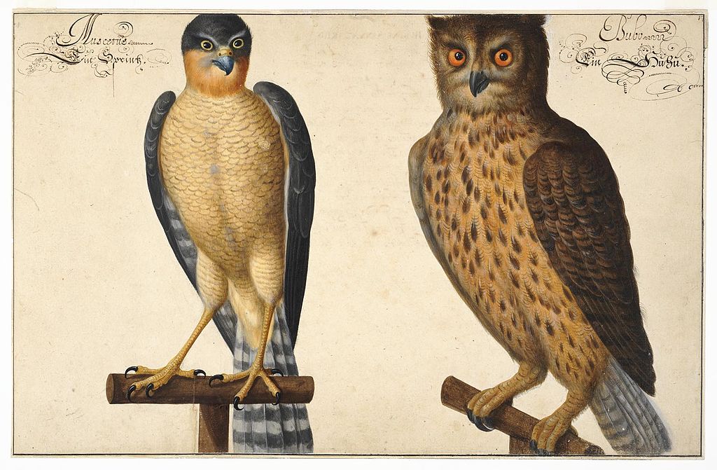 Owl and rattle, vintage artwork by Johann Walter, 12x8" (A4) Poster