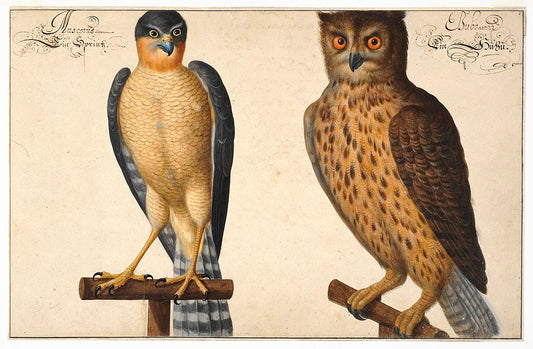 Owl and rattle, vintage artwork by Johann Walter, 12x8" (A4) Poster