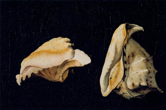 Two Shells, vintage artwork by Filippo Napoletano, 12x8" (A4) Poster