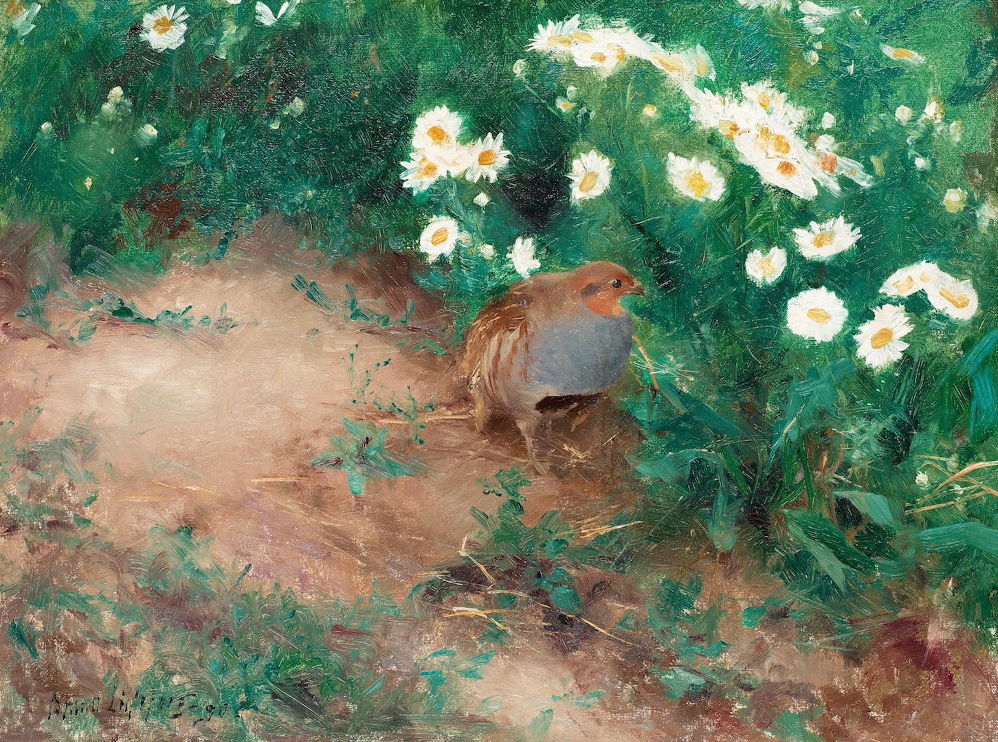 Partridge with Daisies, vintage artwork by Bruno Liljefors, 12x8" (A4) Poster