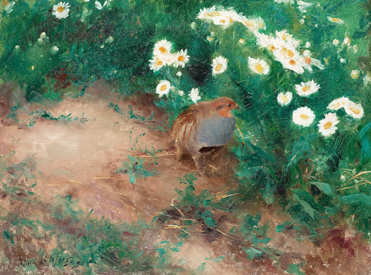 Partridge with Daisies, vintage artwork by Bruno Liljefors, 12x8" (A4) Poster