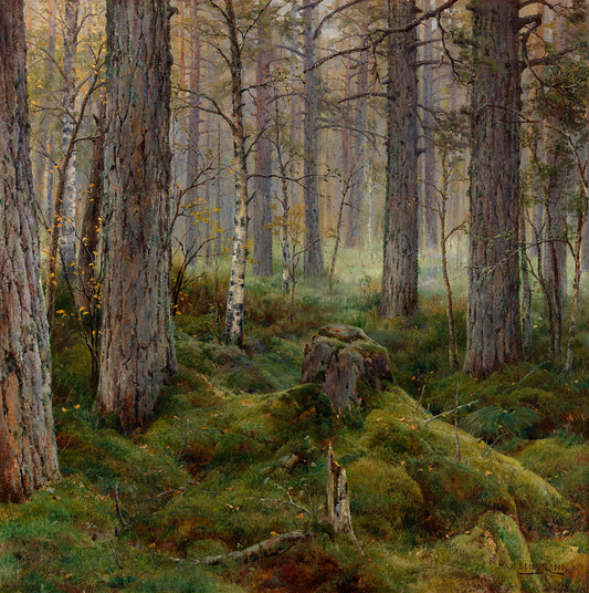 Birch Forest by Ivan Weltz,A3(16x12")Poster