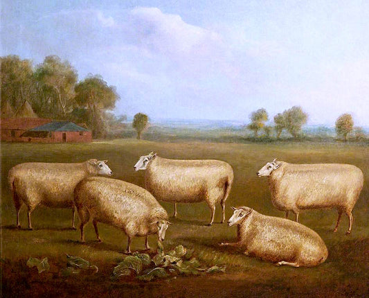 Five Leicester Sheep, vintage artwork by William Henry Davis, 12x8" (A4) Poster